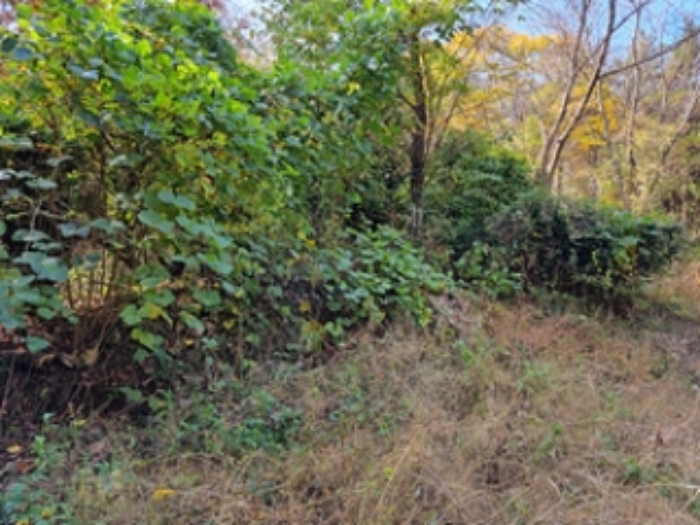 토지 - 2024타경115198