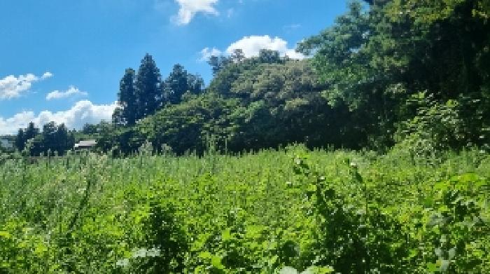 토지 - 2025타경1475