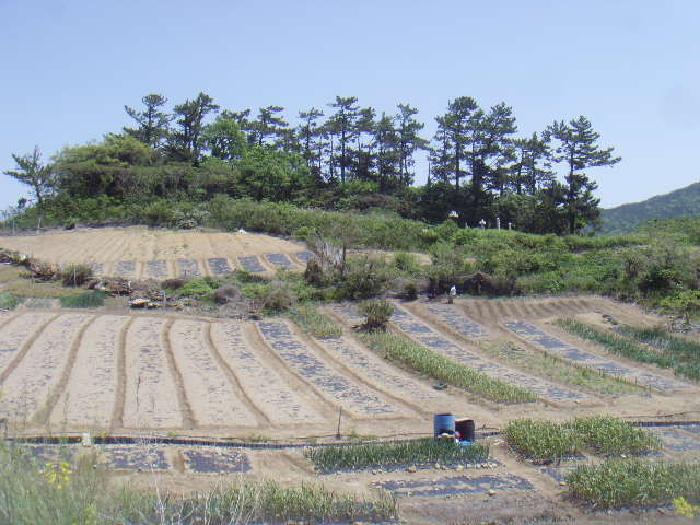 토지 - 2025타경50442